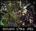 Bulbophyllum sopoetanense-bulbophyllum-sopoetanense-1a.jpg