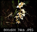 Bulbophyllum sopoetanense-bulbophyllum-sopoetanense-1b.jpg