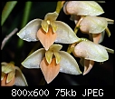 Bulbophyllum sopoetanense-bulbophyllum-sopoetanense-1c.jpg