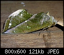 -moth-1d.jpg