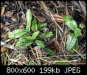 Paphiopedilum javanicum virens-paphiopedilum-javanicum-var.-virens-plant-situ-4.jpg