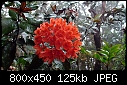 Rhododendron fallacinum-rhododendron-fallacinum.jpg
