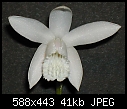 Bletilla striata albescens-bletillastriataalbescens2.jpg