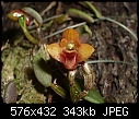 Dendrobium bulbophylloides-dendrobium-bulbophylloides.jpg