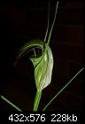 Pterostylis grandiflora-pterostylis-grandiflora.jpg