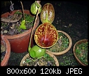 Nepenthes lowii 2-nepenthes-lowii-1.jpg