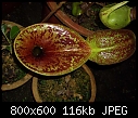 Nepenthes lowii 2-nepenthes-lowii-2.jpg