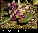 Acianthera recurva-acianthera-recurva.jpg