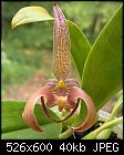 Bulbophyllum sp.-bulb-sp-1.jpg