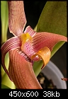Bulbophyllum sp.-bulb-sp-2.jpg