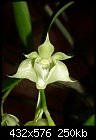 Dendrobium punamense-dendrobium-punamense.jpg