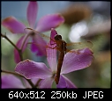 -dragonfly-dsc01001.jpg
