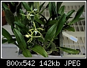 Epidendrum ciliare-dsc_0028.jpg