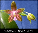 Phal. (Corie x amboinensis)-phal-corie-x-amboinensis-800.jpg