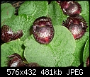 Corysanthes fimbriata (syn Corybas fimbriatus)-corysanthes-fimbriata-syn-corybas-fimbriatus-.jpg