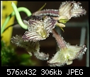 Bulbophyllum lindleyanum-bulbophyllum-lindleyanum.jpg