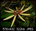Bulbophyllum serratotruncatum-bulbophyllum-serratotruncatum.jpg