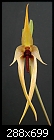 Bulbophyllum WIlbur Chang-bulbowilburchang.jpg