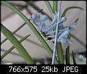 True Blue Orchid (Cleisocentron merillianum) (1/1)-cleisocentron_merillianum_p7131034.jpg