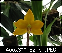 Dimorphorchis rossii yellow flower-dimrossiiflower1.jpg