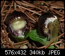 Corysanthes diemenica (Syn Corybas diemenicus)-corysanthes-diemenica-syn-corybas-diemenicus-.jpg