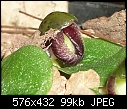 Corysanthes incurva (Syn Corybas incurvus) (3 photos)-corysanthes-incurva-syn-corybas-incurvus-1.jpg