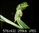 Bunochilus melagrammus (Pterostylis melagramma) 2 photos-bunochilus-melagrammus-pterostylis-melagramma-2.jpg