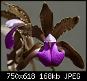 C. Muriel Loo 'Elizabeth' x C. bicolor braziliensis - cmurielloo.jpg (1/1) [168K]-cmurielloo.jpg