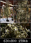 Queensland Orchid Society Show - Dockrillia teretifolia-dockrillia-teretifolia.jpg