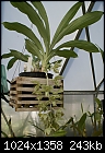 Clowesia Russelliana - Whole plant-clowesia-russelliana-898-01217.jpg