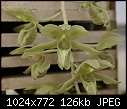 Clowesia Russelliana Closeup-clowesia-russelliana-898-01218.jpg
