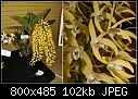QOS Show - Cedarvale D speciosum var. grandiflorum-d-speciosum-grandiflorum.jpg