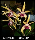 Genetic variations - Dendrobium Stunning x Lusty - flowers-d-stunning-x-lusty-bloom.jpg