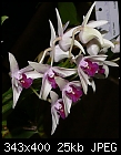 Genetic variations - Dendrobium Stunning x Lusty - flowers-d-stunning-x-lusty-b-bloom.jpg