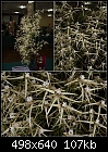 Dockrillia teretifolia-dock-teretifolia.jpg