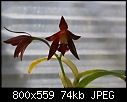 Click image for larger version

Name:	Blc Cherry Suisse 1903-01292.jpg
Views:	409
Size:	73.5 KB
ID:	7135