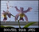 Click image for larger version

Name:	C Heathii 'Blue' 967-01303.jpg
Views:	442
Size:	91.5 KB
ID:	7162
