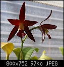 Click image for larger version

Name:	Blc Cherry Suisse 1903-01299.jpg
Views:	600
Size:	97.5 KB
ID:	7163