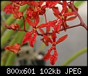 Click image for larger version

Name:	Renanthera bella x phillipensis 475-01310.jpg
Views:	594
Size:	101.6 KB
ID:	7164