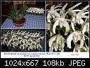 Dendrobium speciosum var. capricornicum-den-spcsm-c1.jpg
