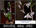 Dendrobium x suffusum-den-suffsm-01.jpg