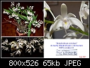 &quot;Dendrobium nitidum&quot; - the other side of the taxonomic argument-den-nitidm-01.jpg