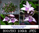 Dendrobium kingianum - another-den-kingnm-w01.jpg