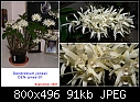 Dendrobium jonesii-den-jones-01.jpg