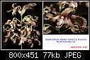 Dendrobium Walter Upton x discolor-den-wuxdsc-01.jpg