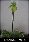 Paghiopedilum got 2nd Flower-img3640rw5.jpg