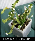 My stud plant Angcm. distichum-angraecum-distichum-1794-dsc01390.jpg
