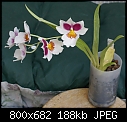 My 1st S/H grown orchid-bids-miltoniadsc01414.jpg