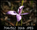 21+ orchids in one day-x_calaglossia_tutulata_anglesea071014-1601.jpg
