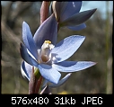 21+ in one day - Thelymitra aristata-thelymitra_aristata_anglesea071014-1434.jpg
